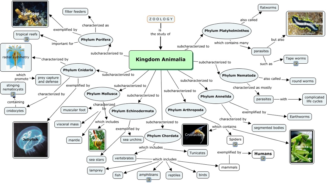 Kingdom Animalia - ClASSIFICATION PROJECT